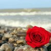 Red Rose And Beach paint by number
