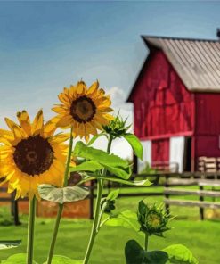 Red Barn And Beautiful Sunflowers paint by numbers