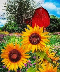 Red Barn Sunflowers paint by numbers