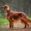 Red Setter Dog paint by number