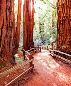 Redwoods Trees paint by numbers