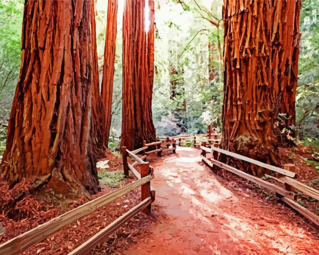 Redwoods Trees paint by numbers