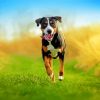 Running Greater Swiss Mountain Dog paint by numbers