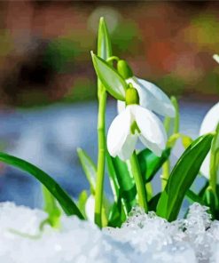 Snowdrop Flowers paint by number