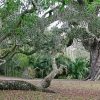 Southern Live Oak Trees paint by number