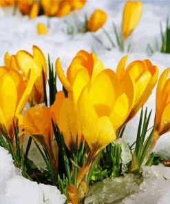 Spring Yellow Flower In Snow paint by numbers