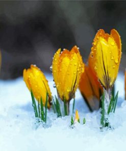Spring Flower In Snow paint by numbers