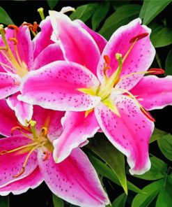 Stargazer Lilies Flowers paint by numbers