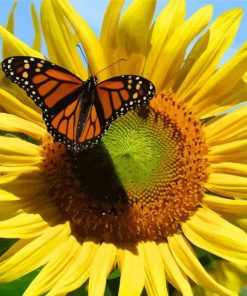 Suny Sunflower And Butterfly paint by numbers
