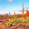 The Sonoran Desert paint by number