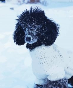 Toy Poodle In Snow paint by number