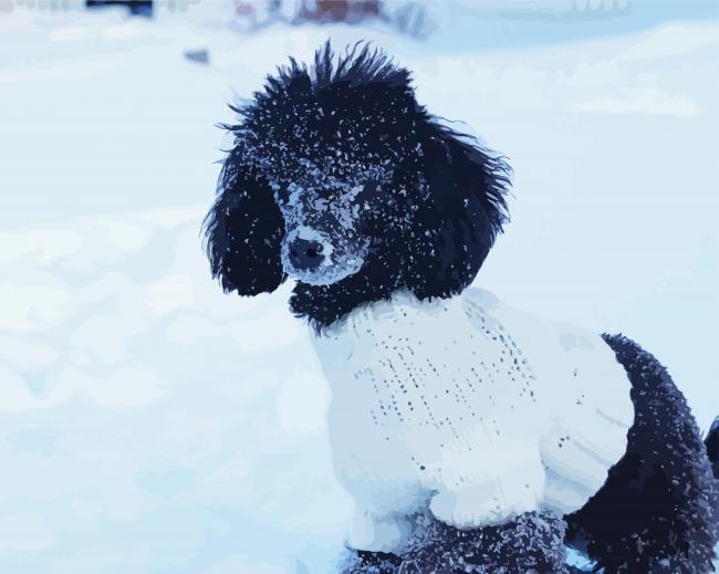 Toy Poodle In Snow paint by number