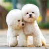 Toy Poodle Puppies paint by number