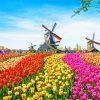 Tulip Fields In The Netherlands paint by number