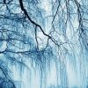Weeping Willow In Winter paint by number