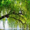 Weeping Willow Tree paint by number