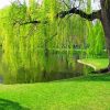 Weeping Willow Tree Plant paint by number
