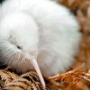 White Kiwi Bird paint by number