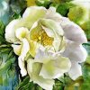 White Peony Art Paint by numbers