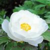 White Peony Flower paint by numbers