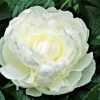 White Peony Flower Pants paint by numbers