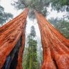 Wonderful Sequoia Trees paint by numbers