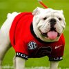 Adorable Georgia Bulldogs paint by number
