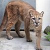 Wild Cougar Animal paint by numbers