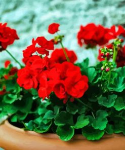 Aesthetic Geraniums Flowers paint by number