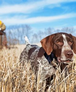 German Shorthaired Dog paint by numbers