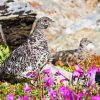 Ptarmigan paint by numbers