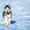 Alaskan Husky Puppy paint by number