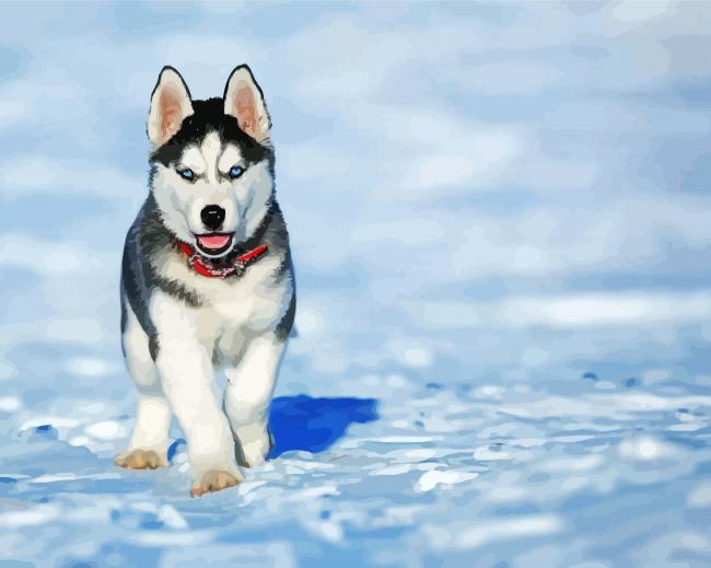 Alaskan Husky Puppy paint by number