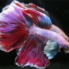 Cute Purple Betta Fish paint by numbers