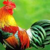 Beautiful Colorful Chicken paint by number