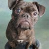 Cute Black Bugg Dog Animal paint by numbers