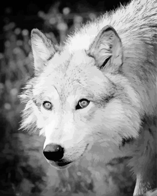 Black And White Arctic Wolf paint by number