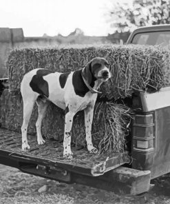 Black And White Dog In Truck paint by number
