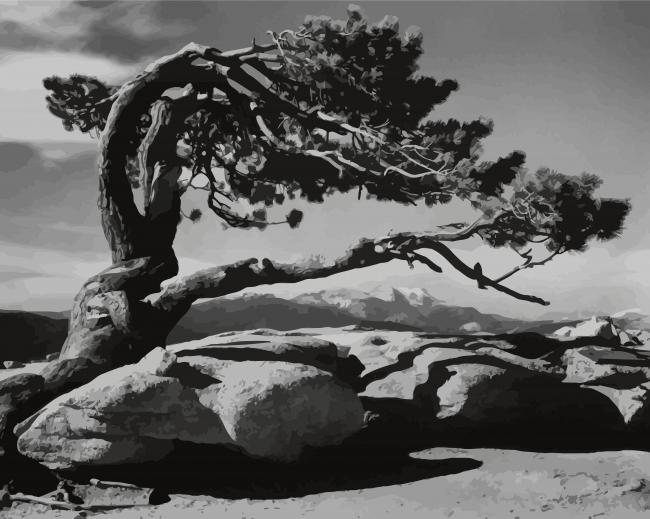 Black And White Tree By Ansel Adams paint by number