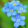 Blue Forget Me Not Flowers paint by number