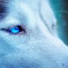 Blue Eyes Ice Wolf paint by number