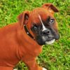 Boxer Dogs Puppies paint by numbers