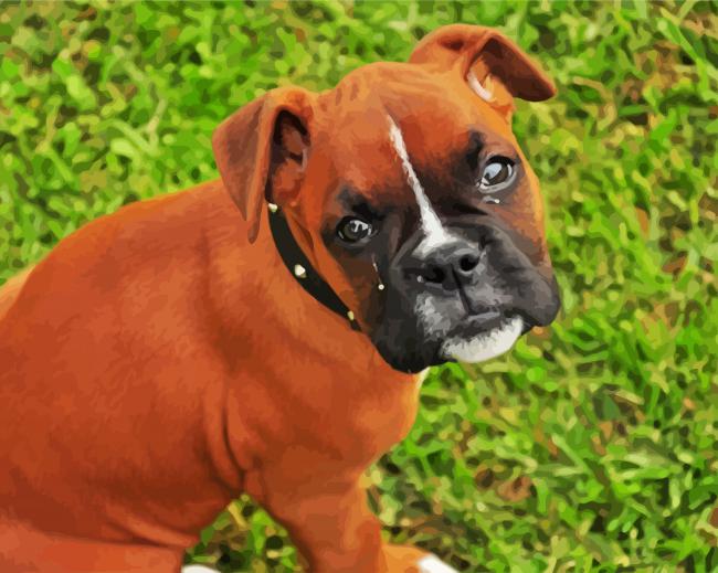 Boxer Dogs Puppies paint by numbers