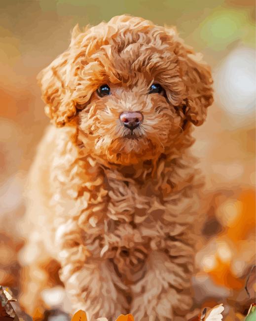 Brown Toy Poodle paint by number