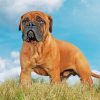 Bull Mastiff paint by number