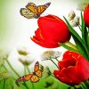 Aesthetic Butterflies With Red Tulips paint by number