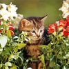 Cat in A Flowery Garden paint by number