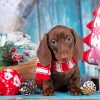Christmas Puppy paint by number
