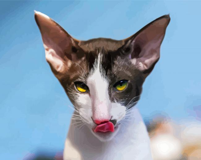 Cornish Rex Cat Head paint by numbers