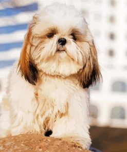 Cute Lhasa Apso Dog paint by number